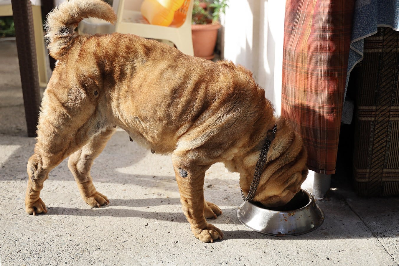 old dog eating