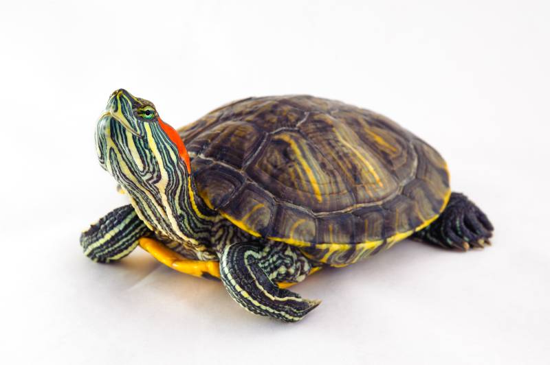 one Pond slider