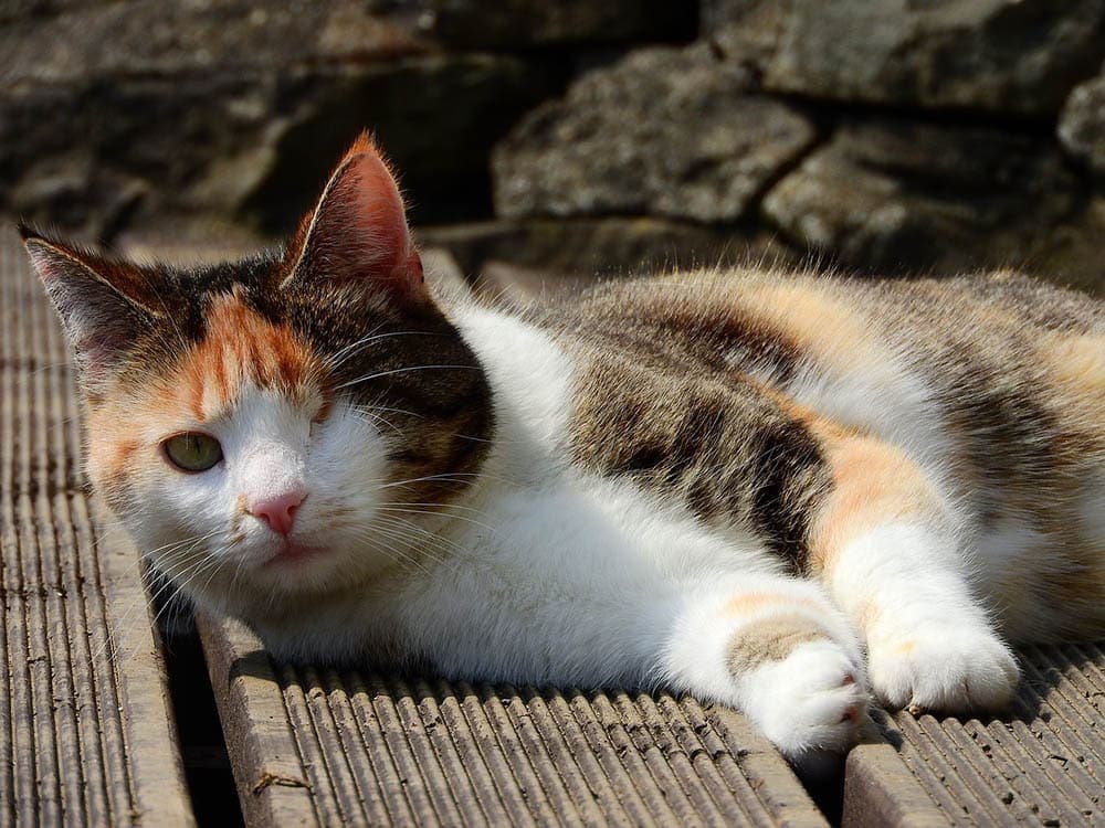 one-eyed cat lying outdoors