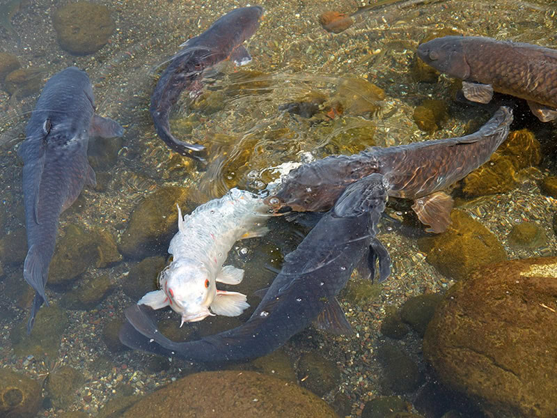 one white fish with multiple black koi in the pond