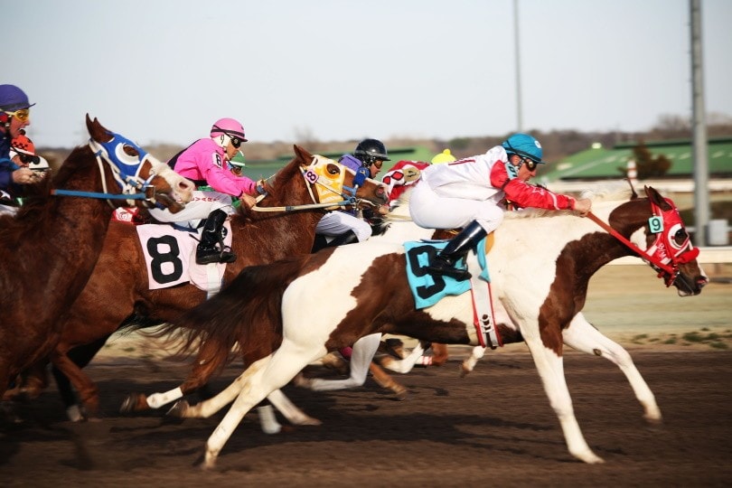 optional claiming horse race_Yenni Vance_Pixabay