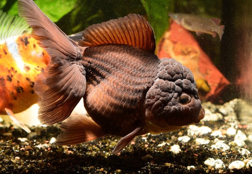 oranda goldfish sitting at the bottom