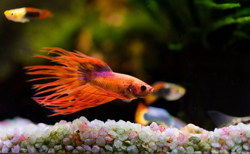 orange Siamese fighting fish_Andrej Jakubik_shutterstock