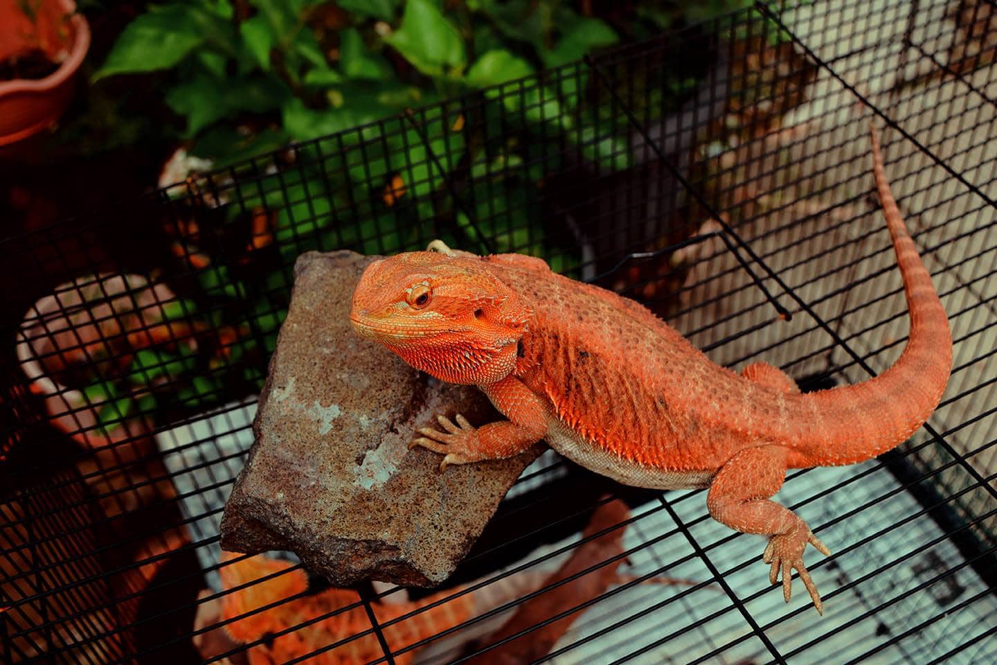 orange bearded dragon_Rangga A Firmansyah, Shutterstock