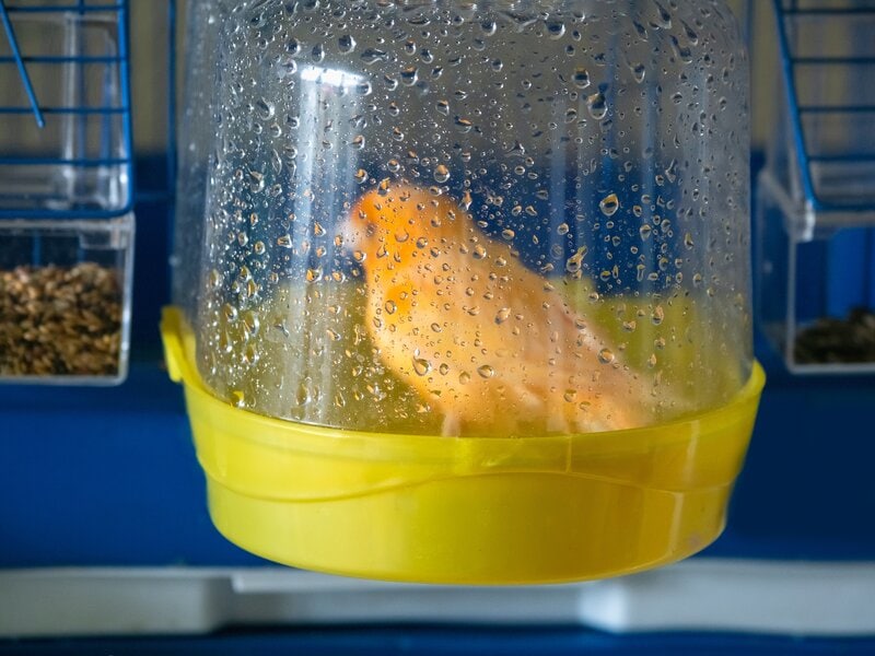 orange bird canary in bird bath