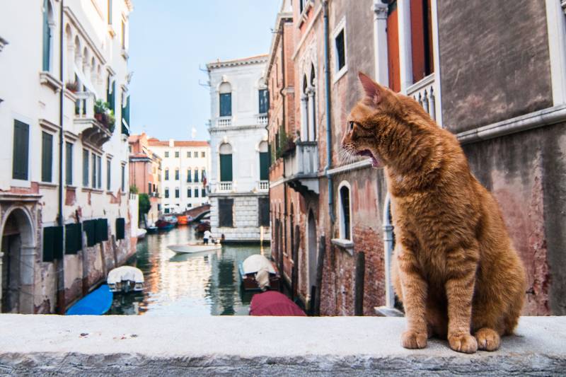 orange cat in venice italy
