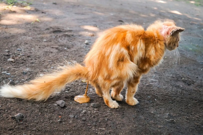 orange cat pooping outdoor