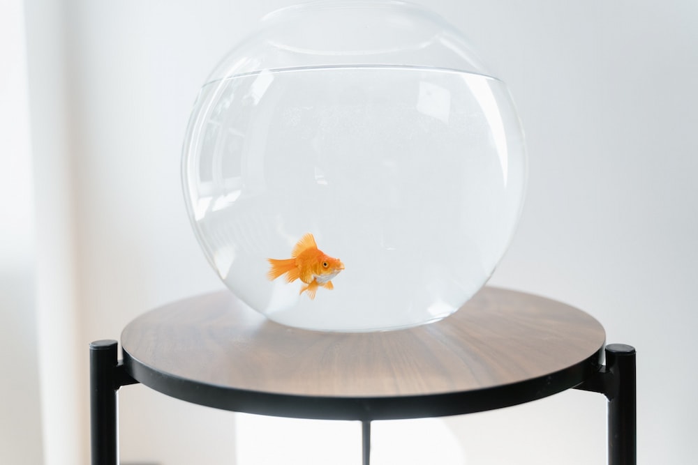 orange fish in a fish bowl on a table