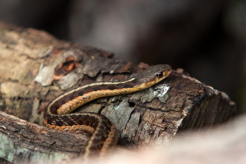 orange garter snake