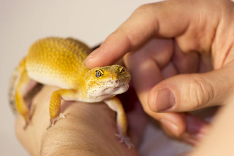 orange gecko heating in hands with pleasure