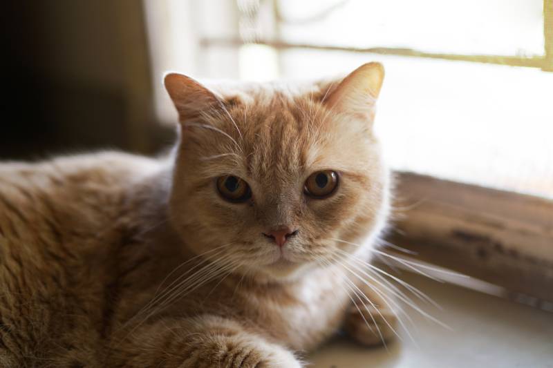 orange scottish cat laying on floor in cozy home