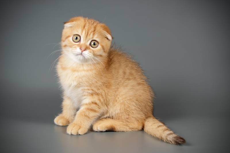 orange scottish fold cat sitting