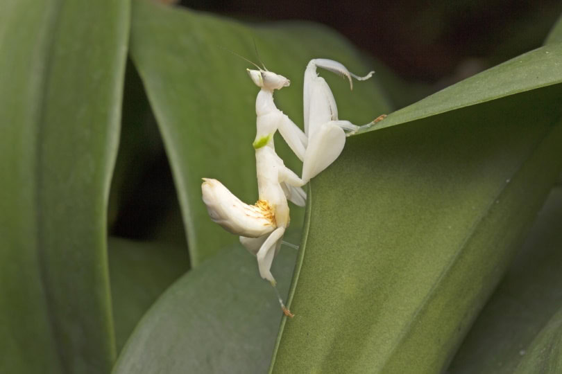 orchid praying mantis