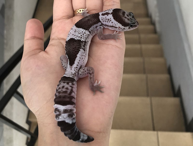 oreo african fat tailed gecko on human hands