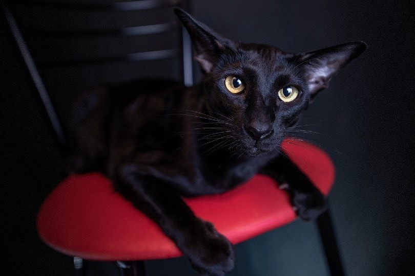 oriental cat