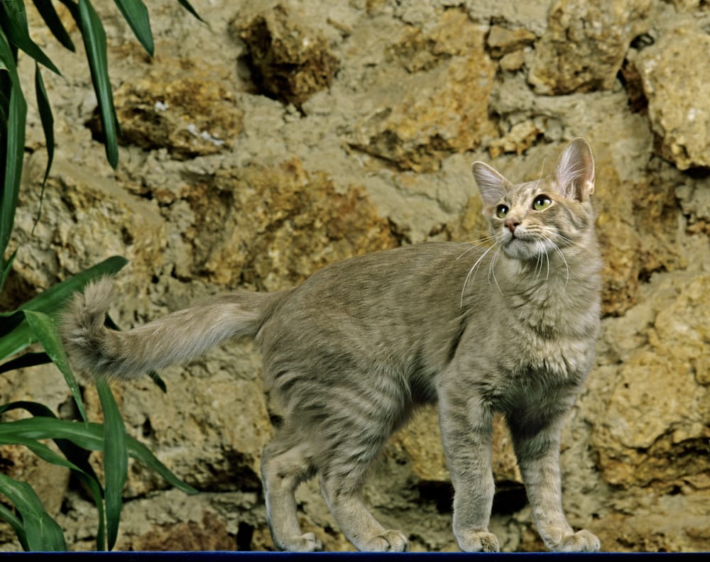 oriental longhair cat outdoors