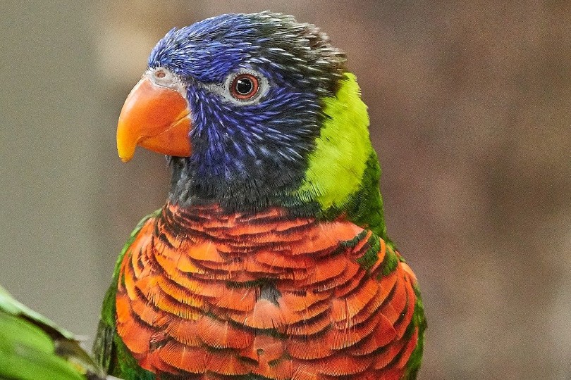 ornate lorikeet close up