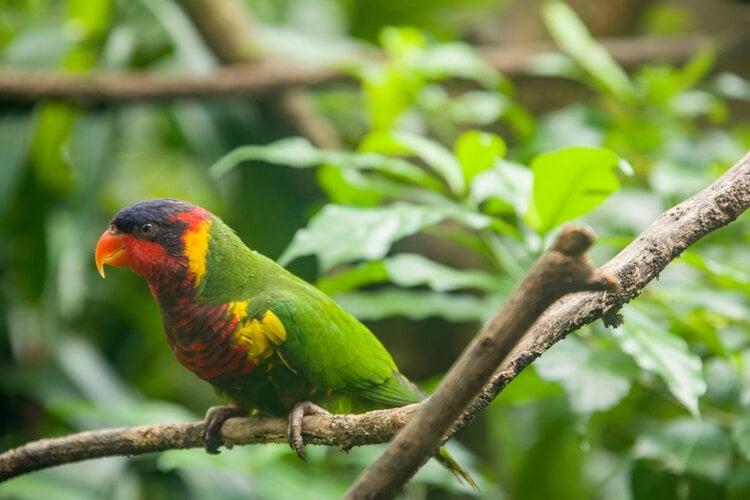 ornate-lorikeet