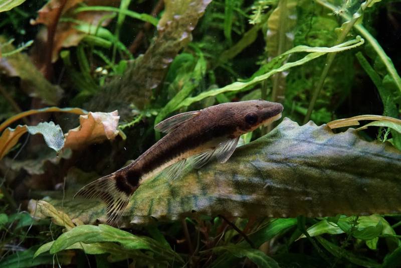 otocinclus catfish eat algae as food