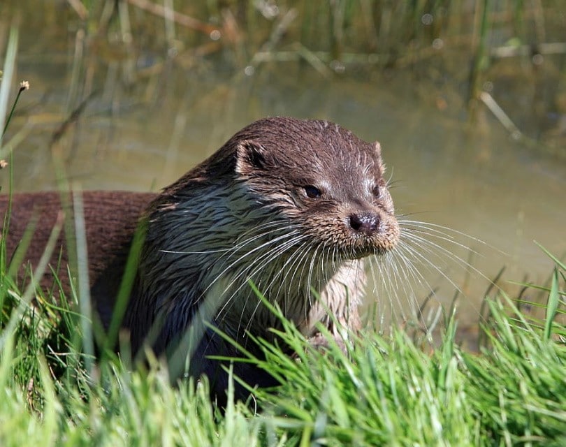 otter featured,Piqsels