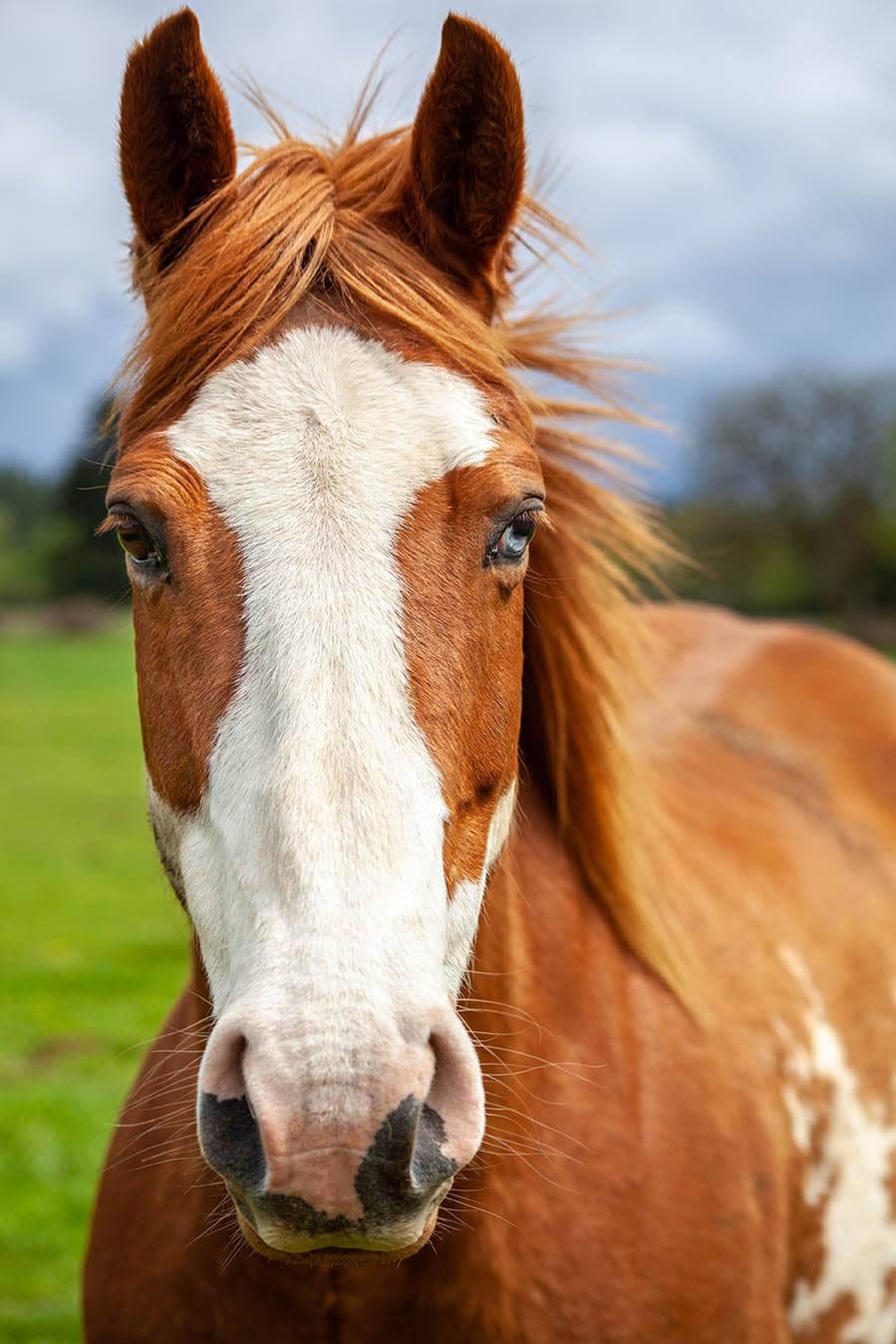 overo horse close up