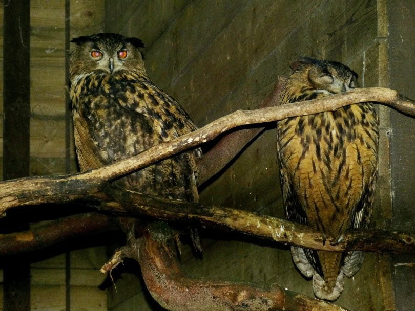 owl cage_falco_Pixabay