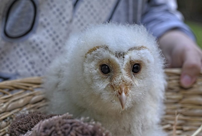 owl care_RitaE_Pixabay