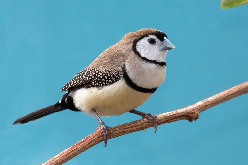 owl finch bird_Four Oaks_shutterstock