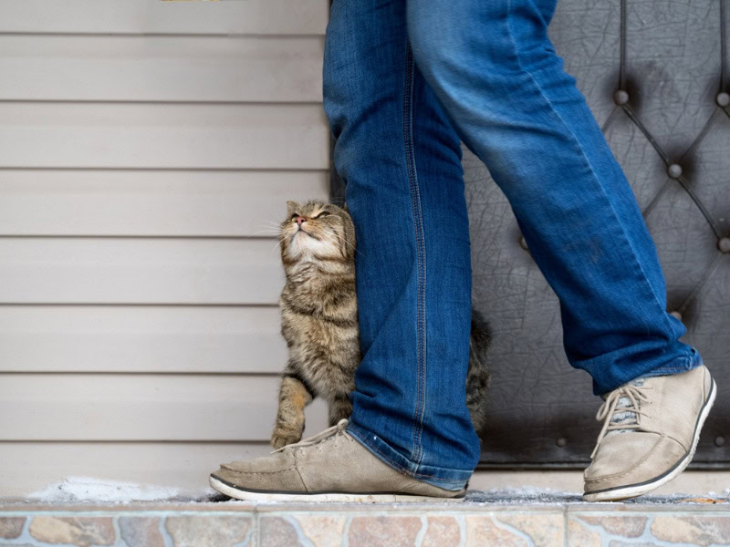 owner getting headbutt by his cat