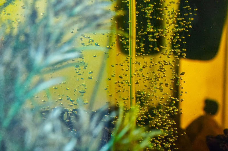 oxygen bubbles under water in the aquarium