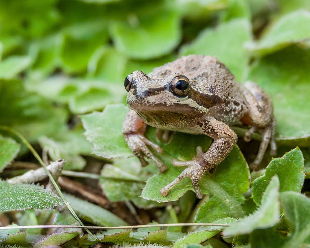 Pacific tree frog