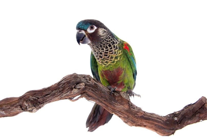 painted conure