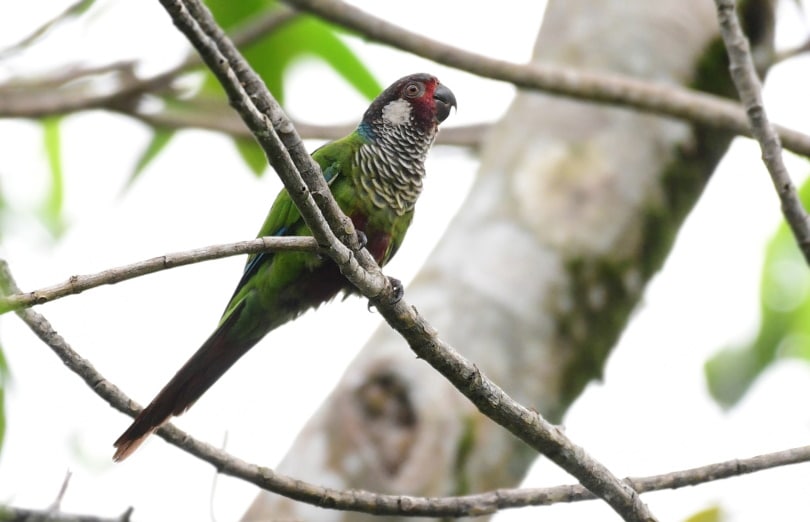 painted parakeet