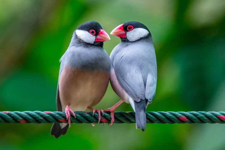 pair-of-java-finch