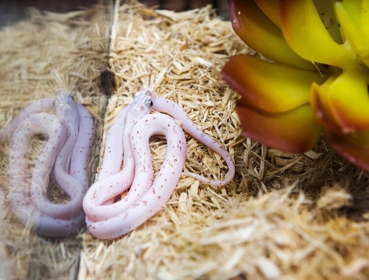 Palmetto corn snake