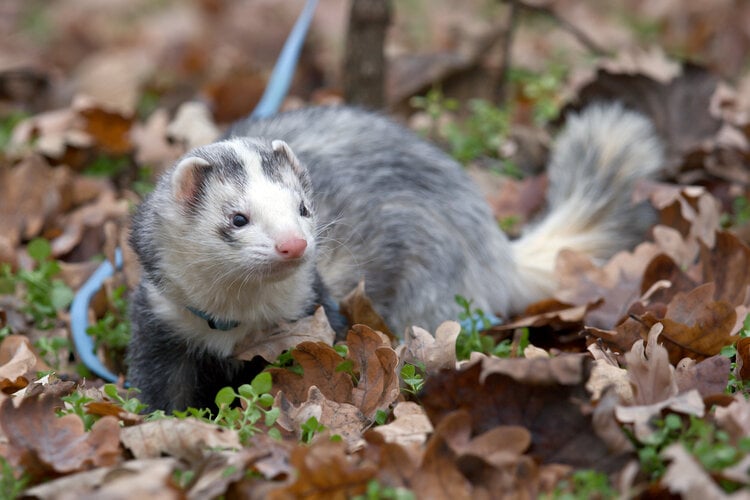 panda ferret