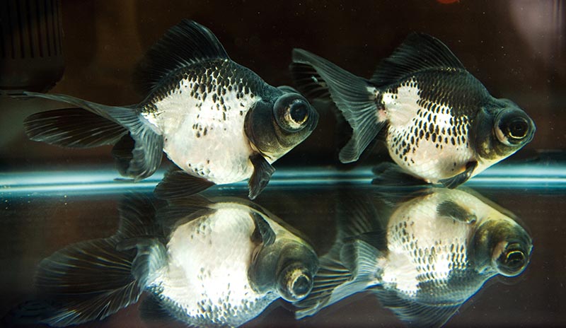 panda moor goldfish