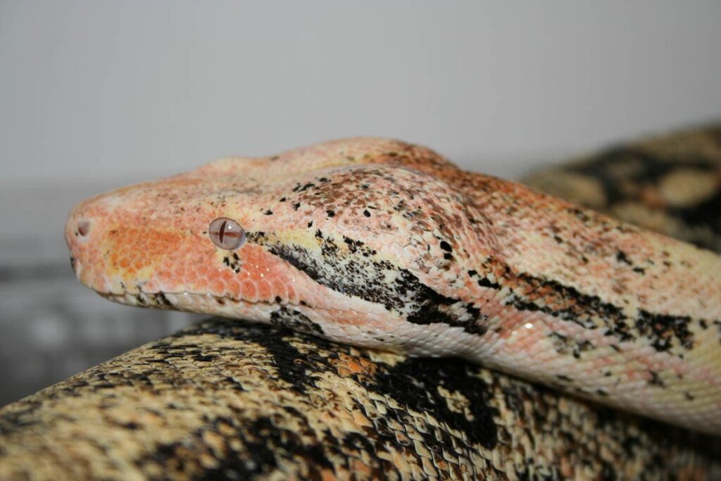 paradigm boa