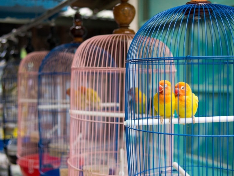 parakeet cage_R.M. Nunes_Shutterstock