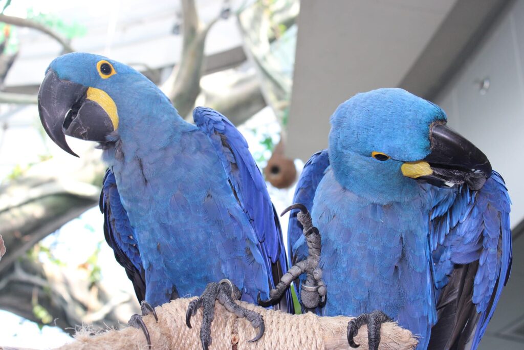 Two Lear's macaw