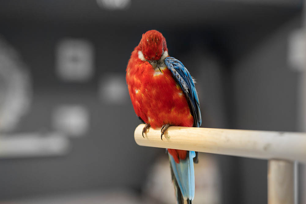 parrot plucking itself