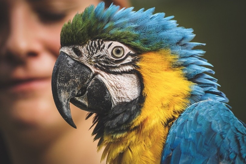 parrot with its owner in the background
