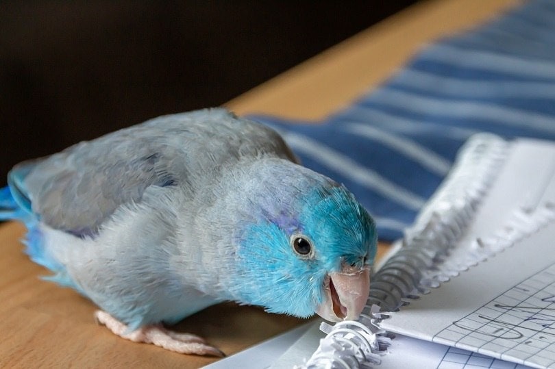 parrotlet-pixabay