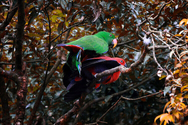 parrots-mating