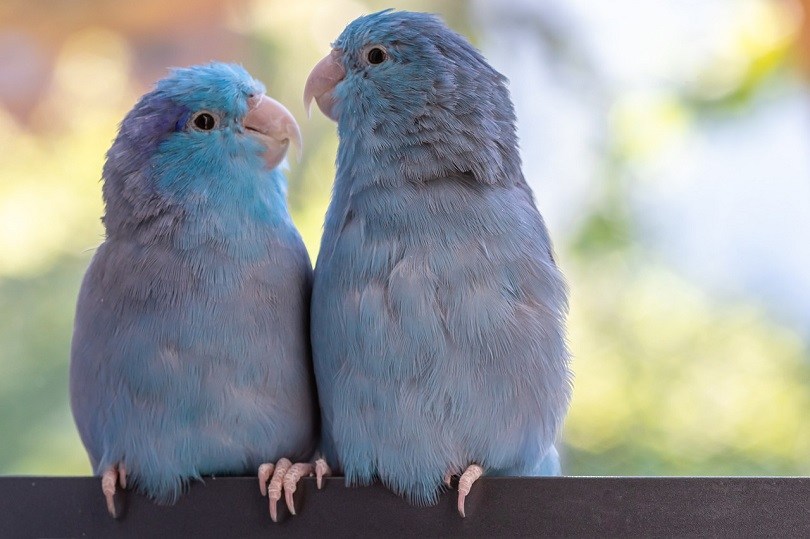 parrots-pixabay