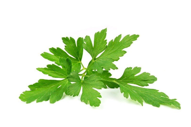 parsley leaves