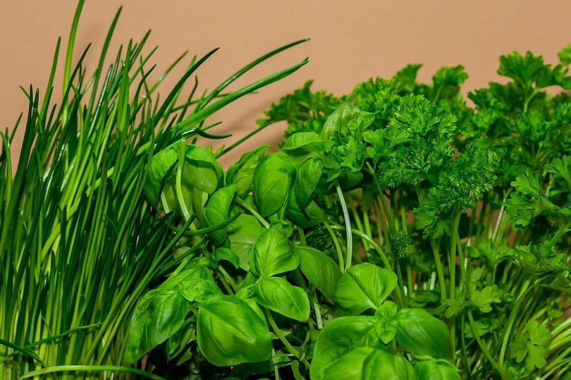 parsley-2pixabay