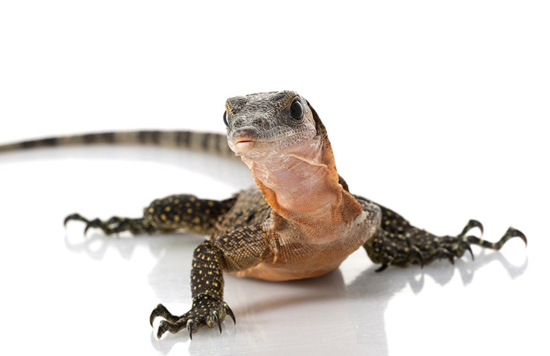 Peach Throat Monitor Lizard on white background