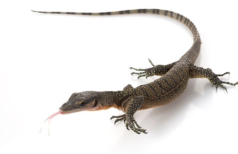 Peach Throat Monitor Lizard