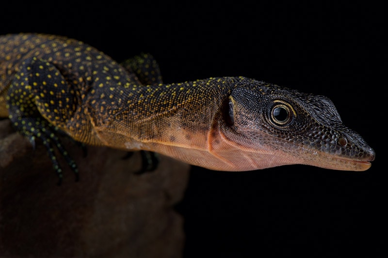 Peach-throated monitor lizard up close